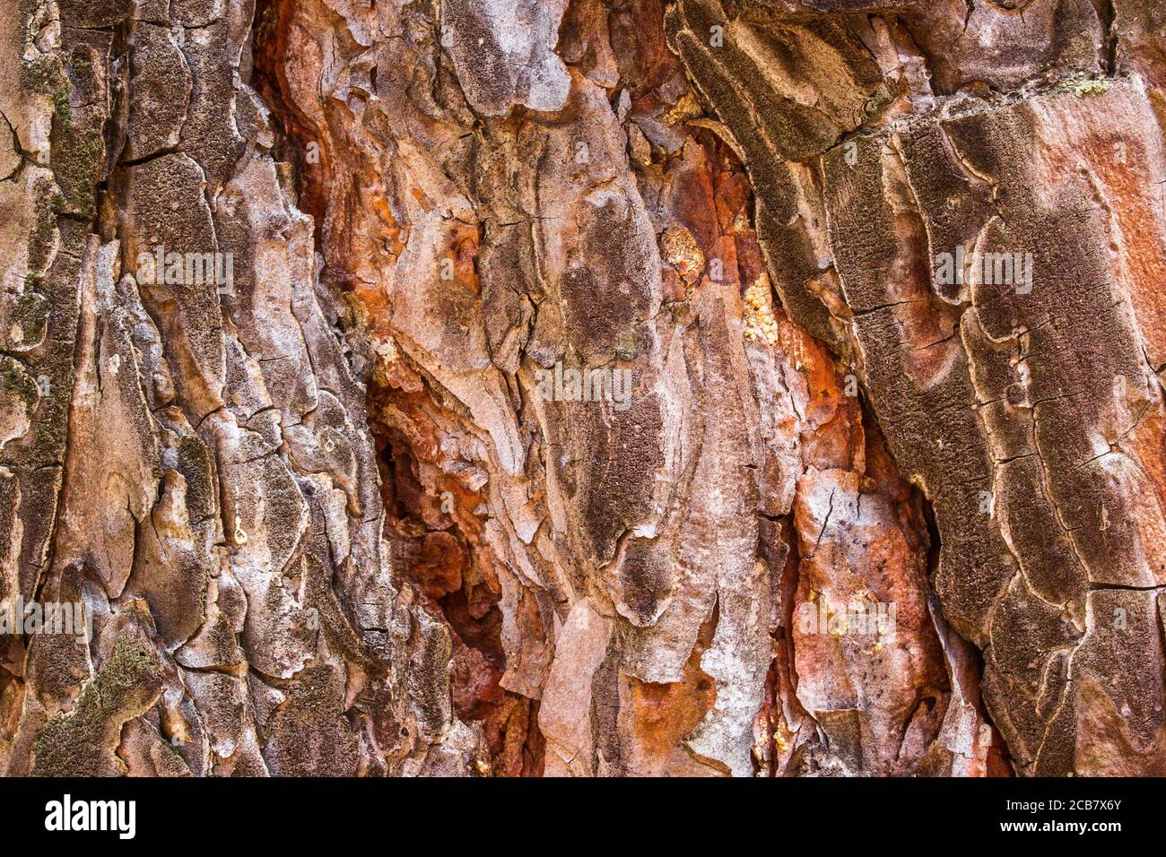 bright fantastic texture of pine bark closeup of bewitching different
