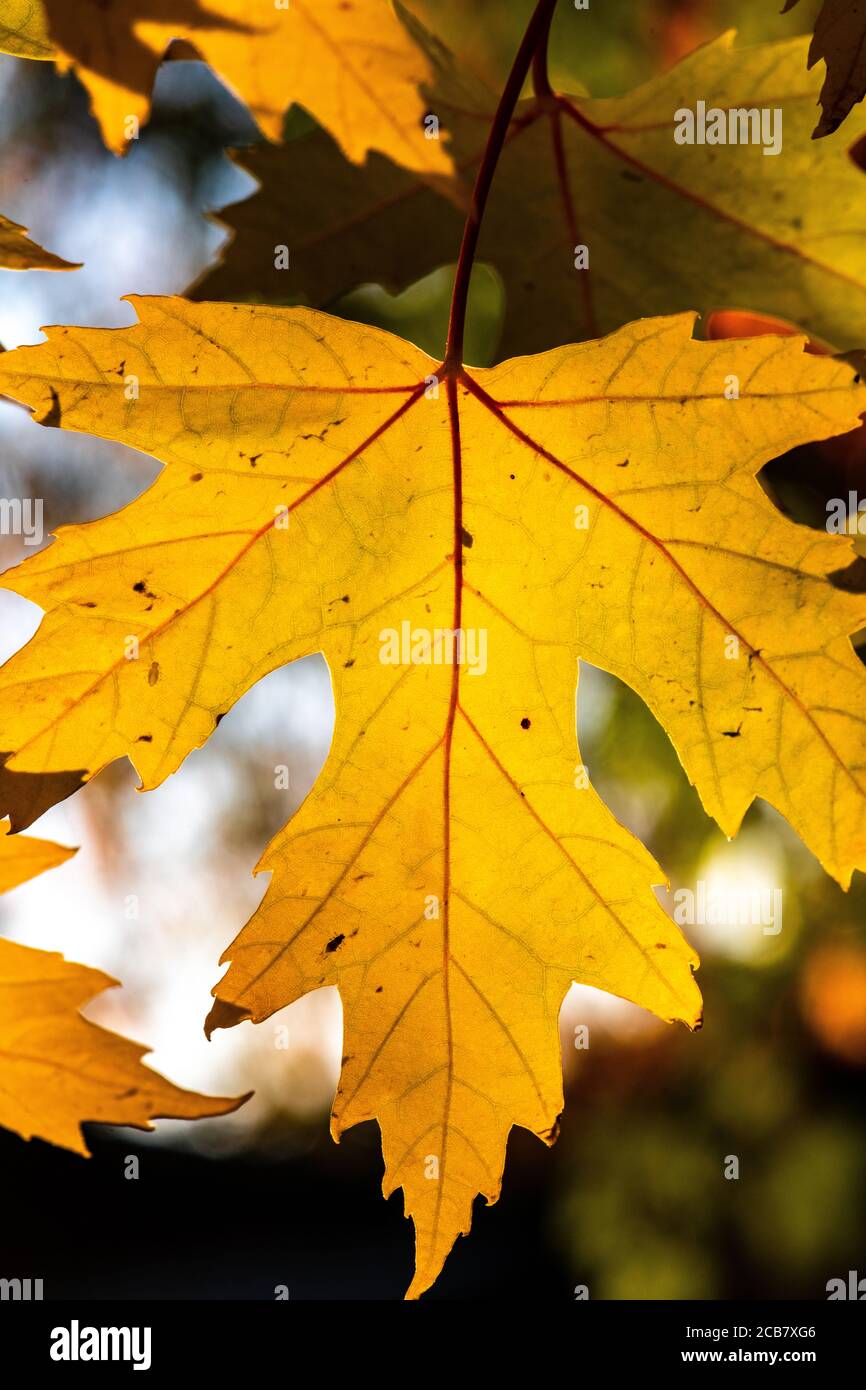 Senescent Maple Leaf in Autumn Stock Photo