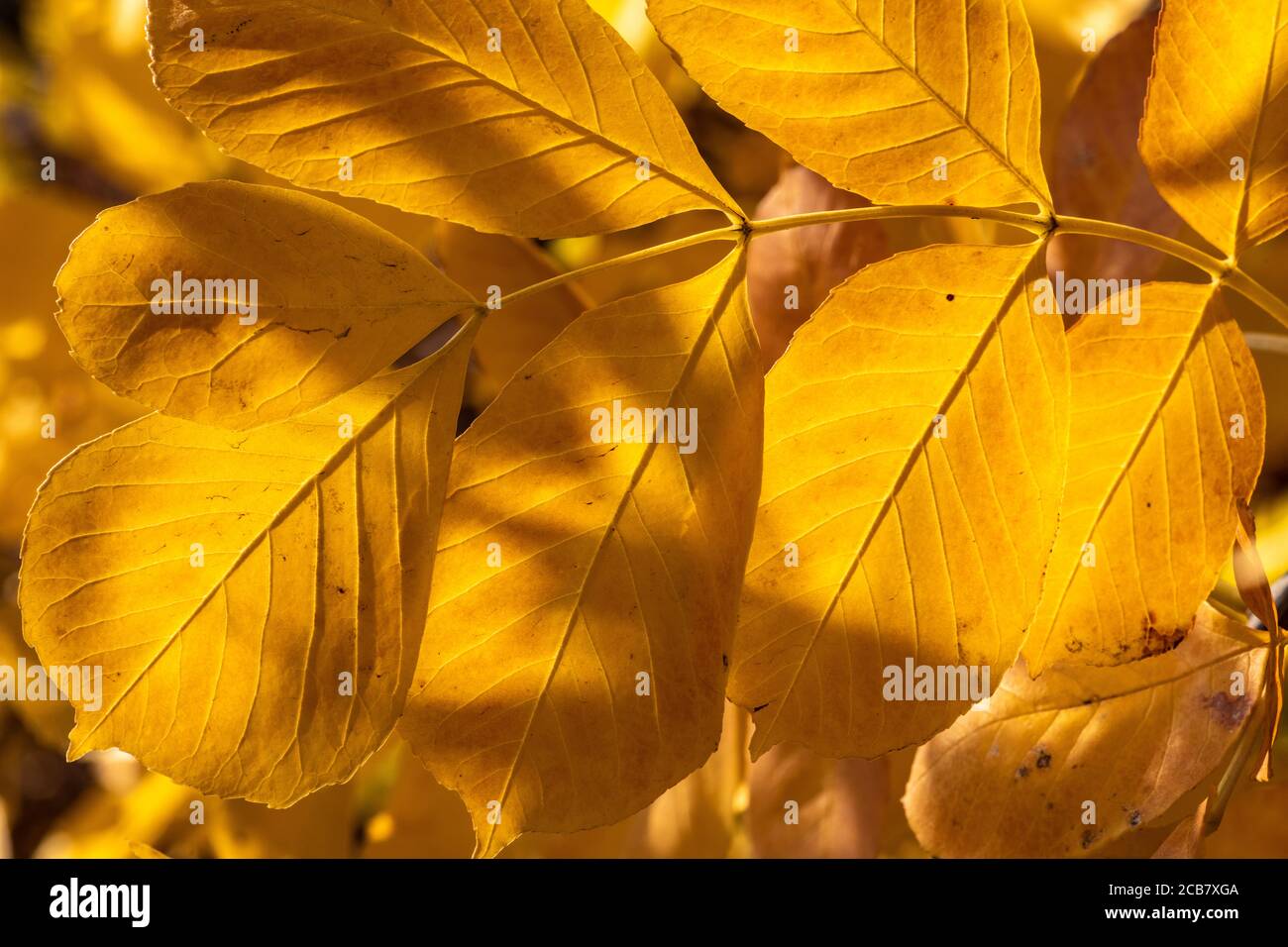Yellow Leaves Early in Fall Stock Photo