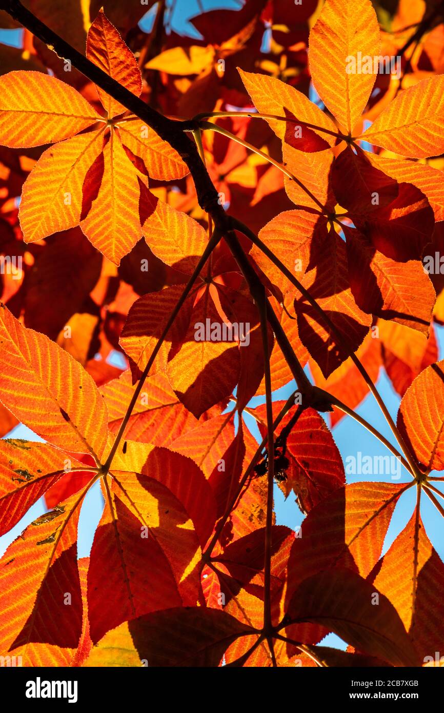 Chestnut Leaves in Early Fall Stock Photo