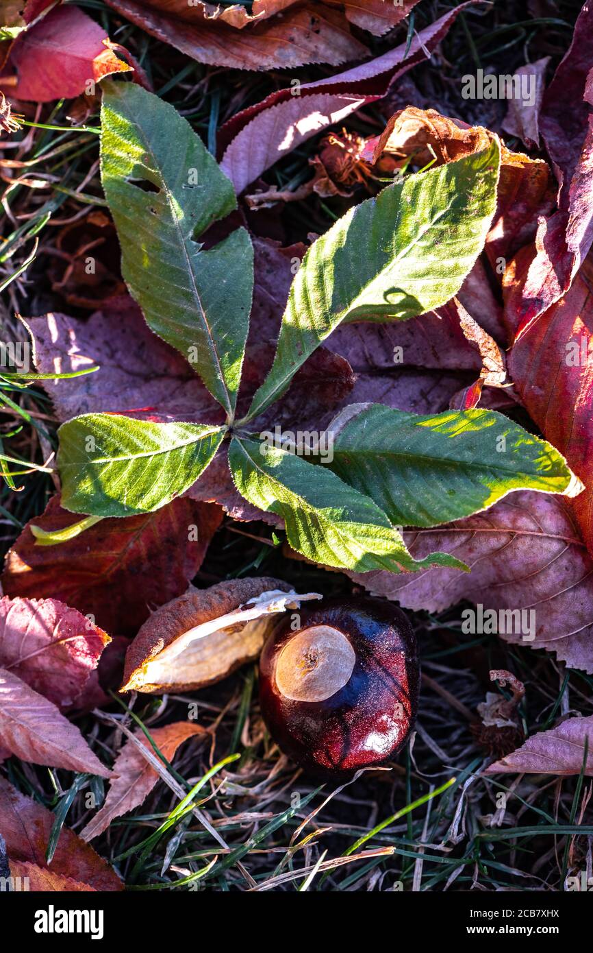 Chestnut Leaves in Early Fall Stock Photo