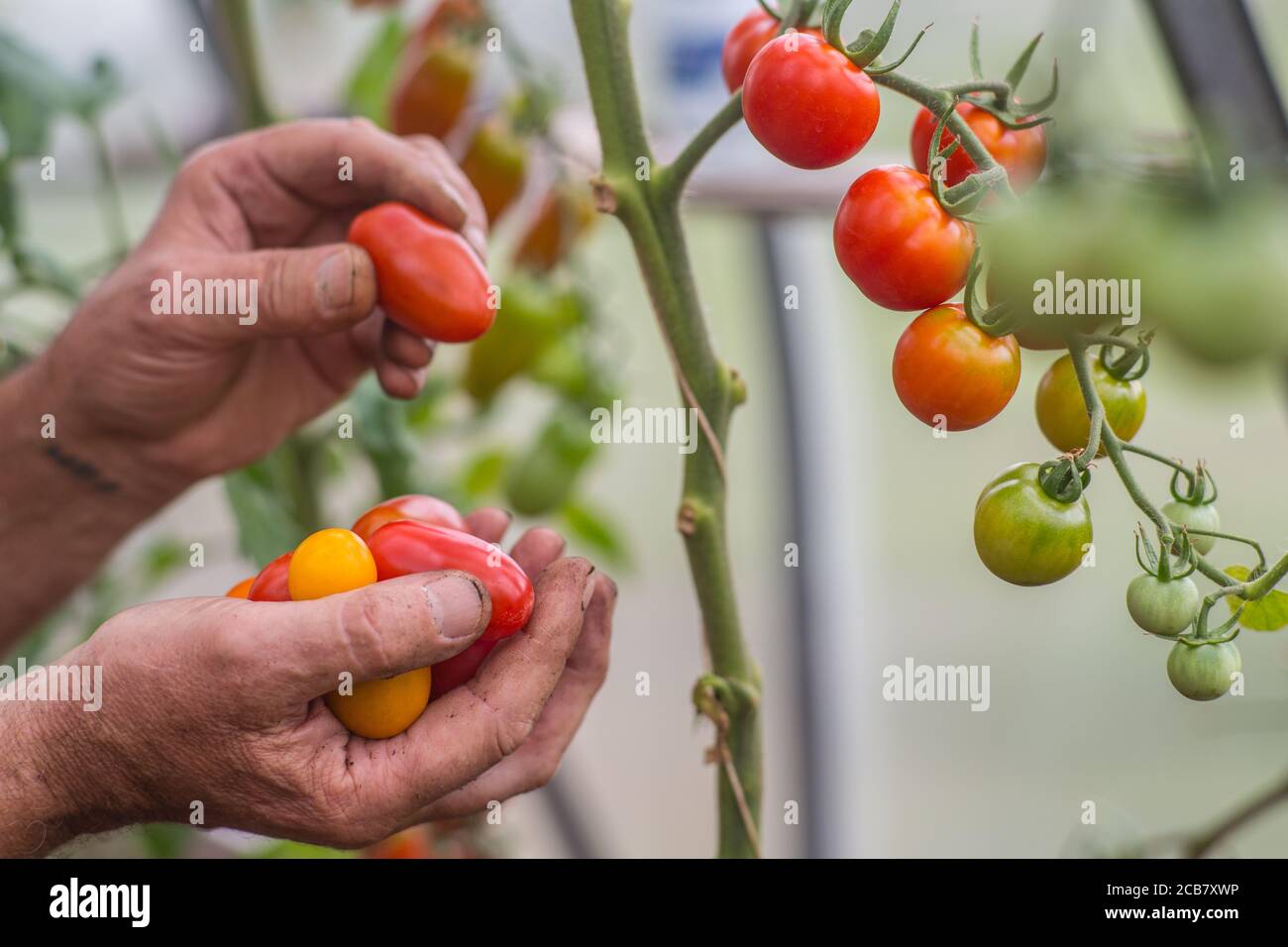 Close up of hands harvesting various assorted cherry tomatoes Stock Photo