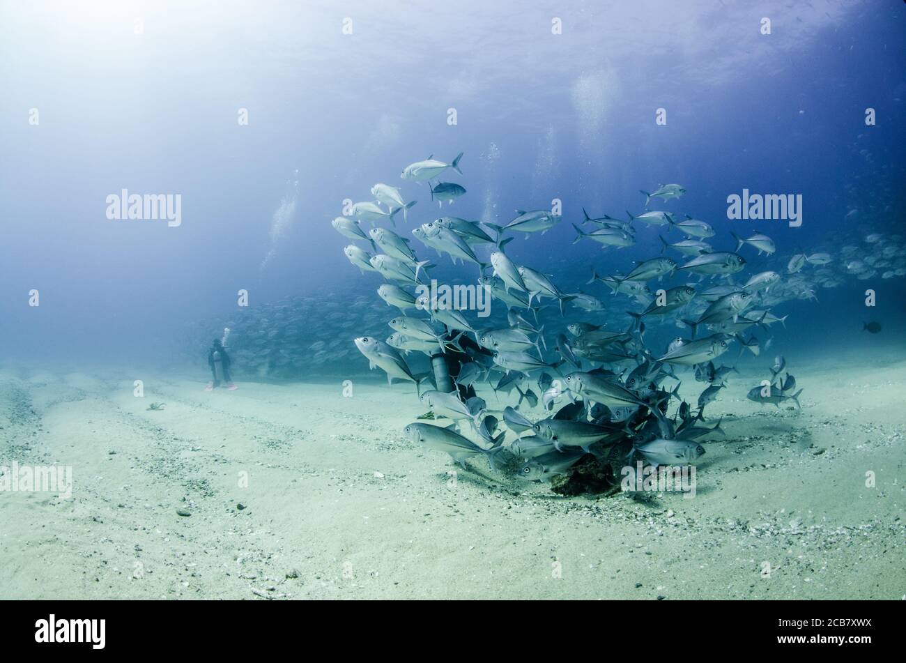 Big eye Trevally Jack, (Caranx sexfasciatus) Forming a school, bait ball or tornado. Cabo Pulmo National Park. Baja California Sur,Mexico. Stock Photo