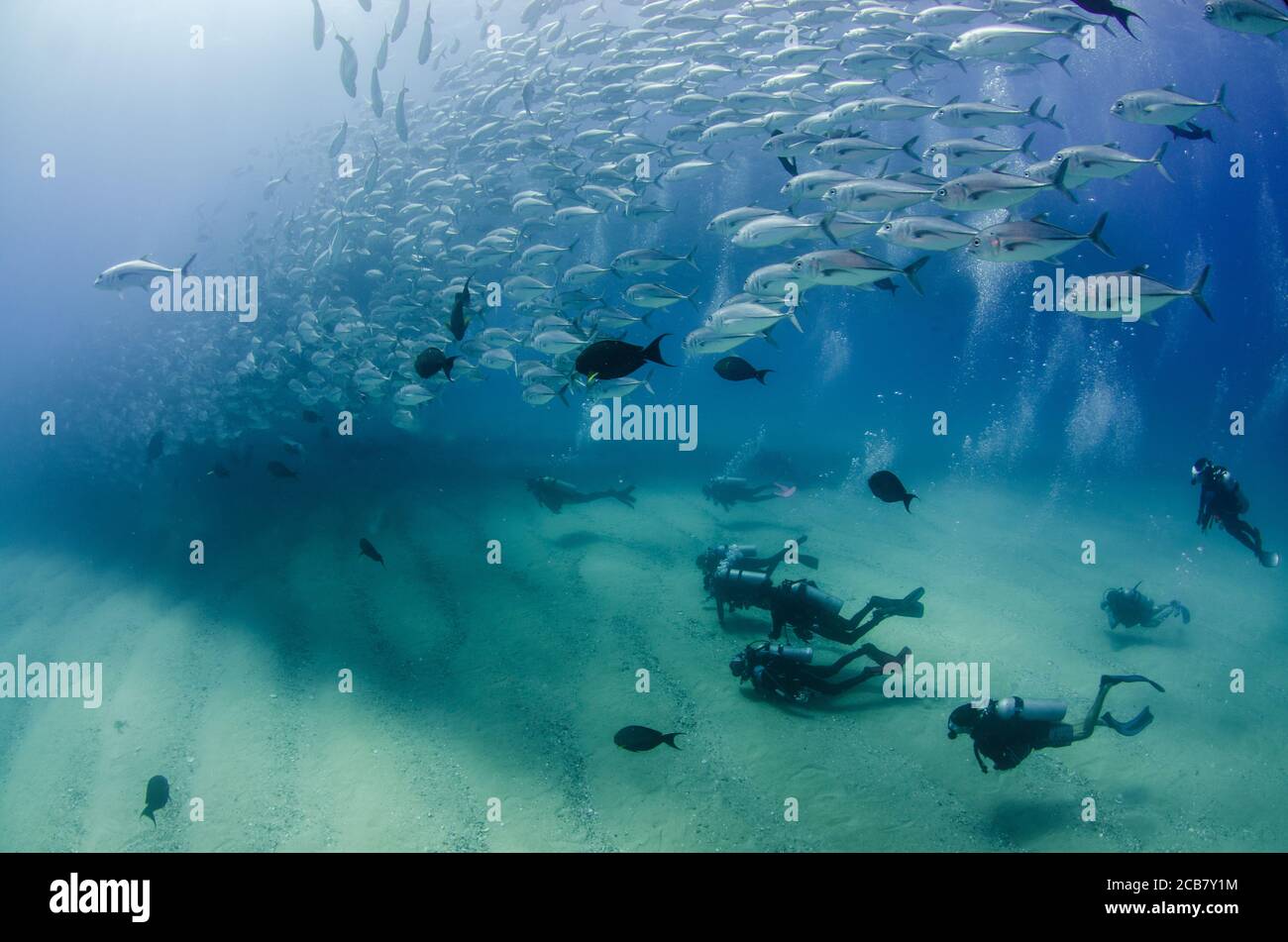 Big eye Trevally Jack, (Caranx sexfasciatus) Forming a school, bait ball or tornado. Cabo Pulmo National Park. Baja California Sur,Mexico. Stock Photo