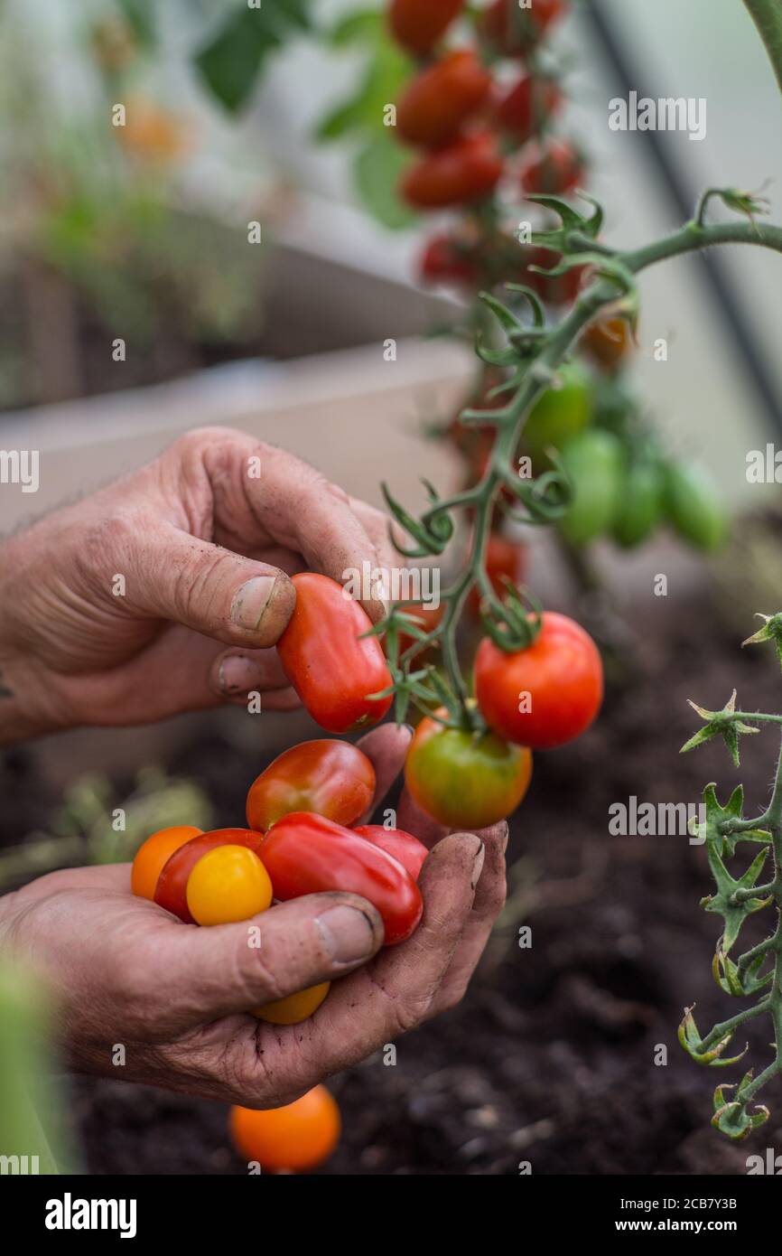 Close up of hands harvesting various assorted cherry tomatoes Stock Photo