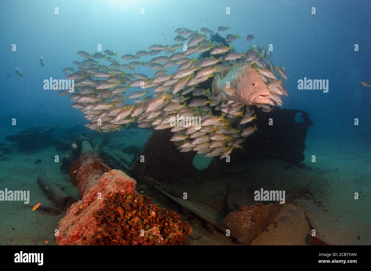Groupers feeding from the reefs of the Sea of Cortez, Pacific ocean. Cabo Pulmo National Park, Baja California Sur, Mexico. Stock Photo