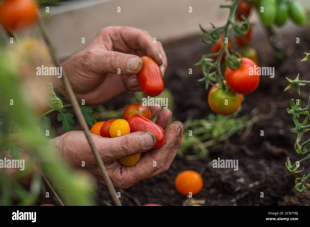 Hands holding small cherry tomatoes in a greenhouse Stock Photo