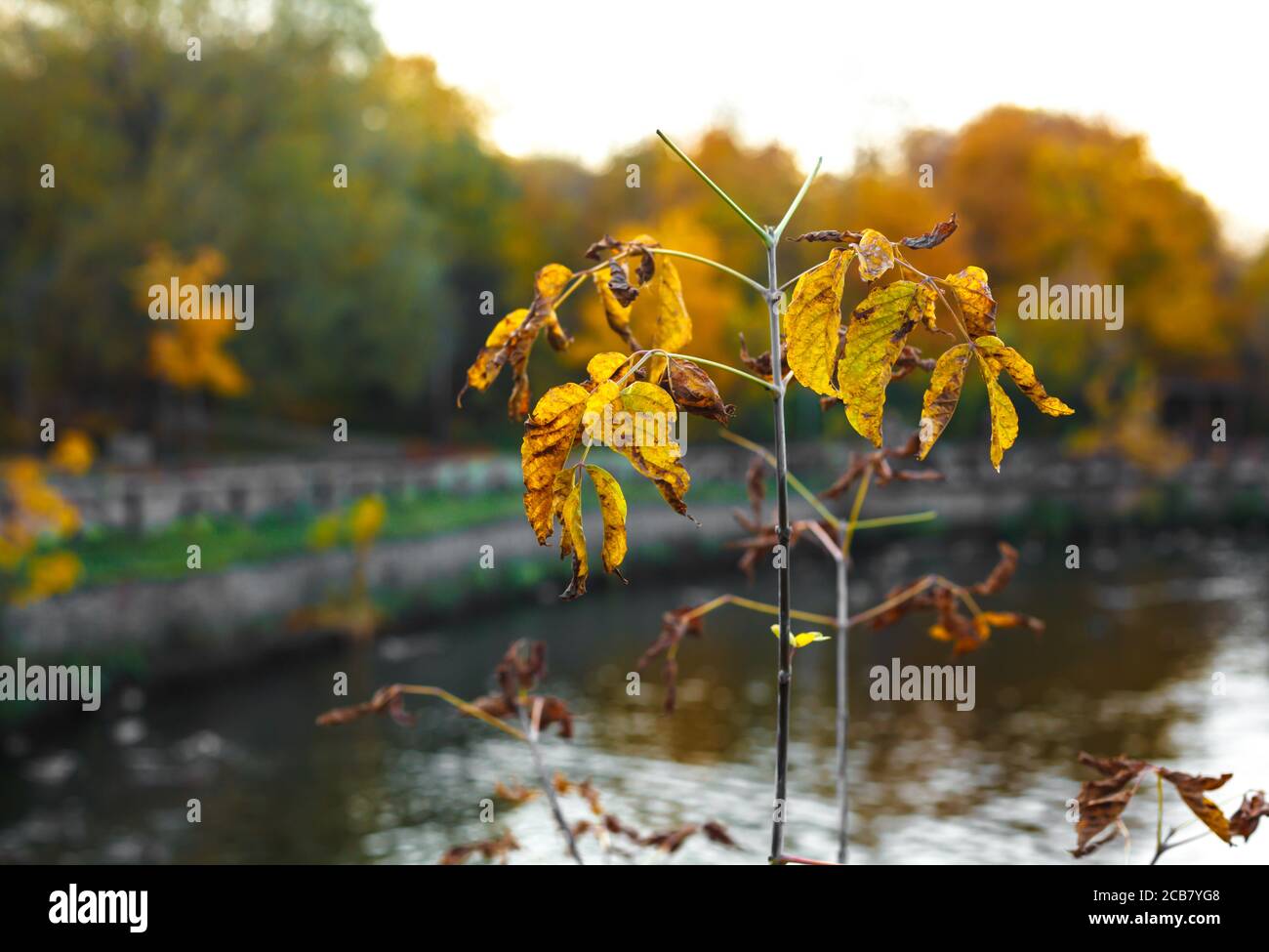 Branch of yellow bush with autumn park on background Stock Photo