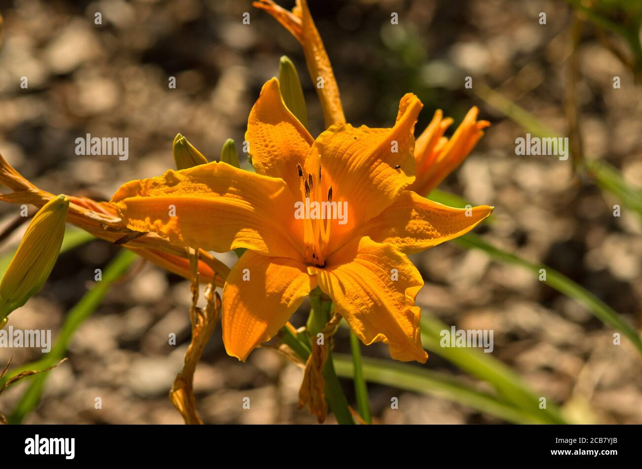 Hemerocallis 'Burning Daylight' Stock Photo