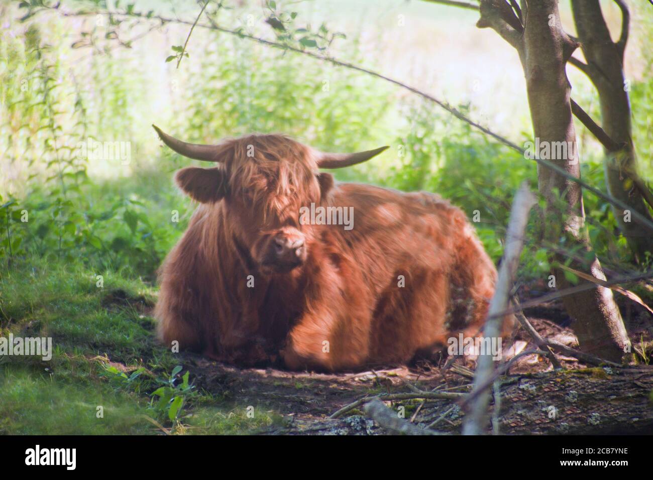 Sleeping Highland cattle. Scottish breed is a rustic cattle which has long horns and a long shaggy coat. Close up of scottish highland cow at the Stock Photo