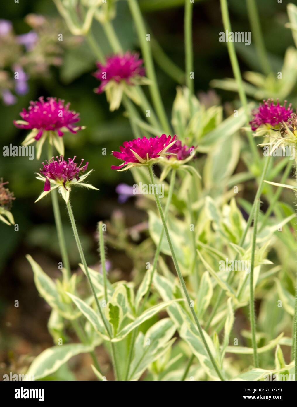 Knautia macedonica 'Thunder and Lightning' Stock Photo Alamy