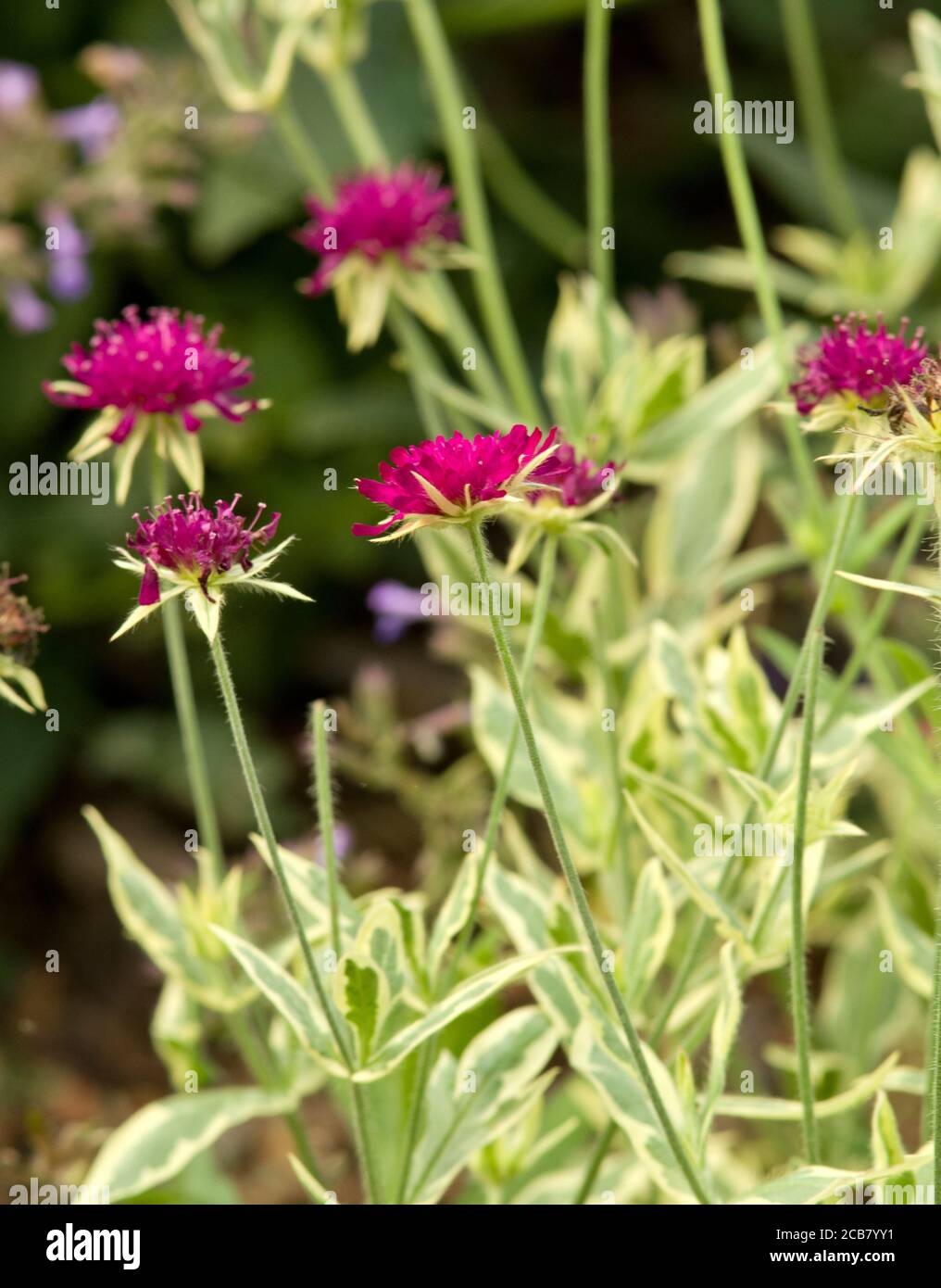 Knautia macedonica 'Thunder and Lightning' Stock Photo