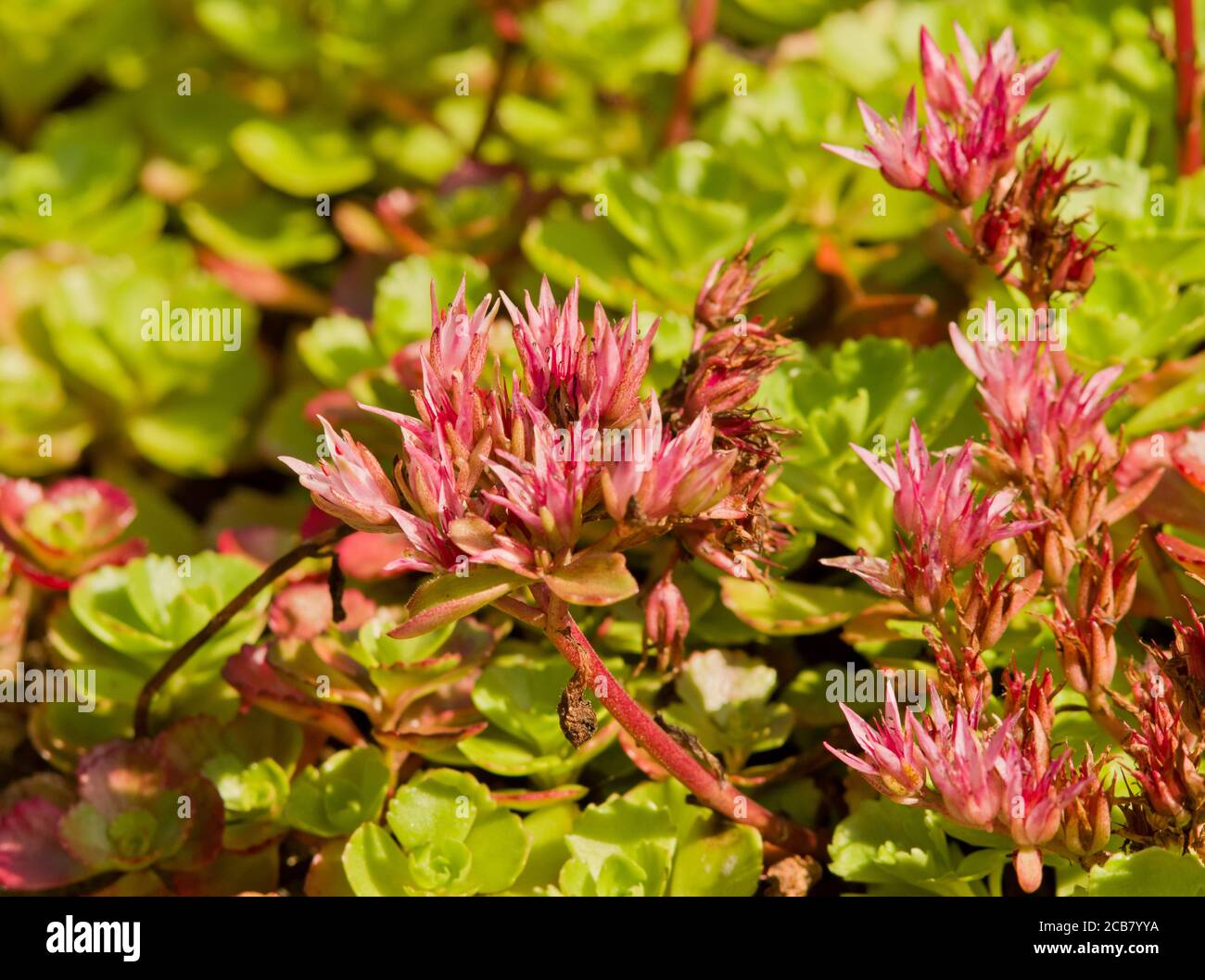 Sedum spurium 'Coccineum' Stock Photo