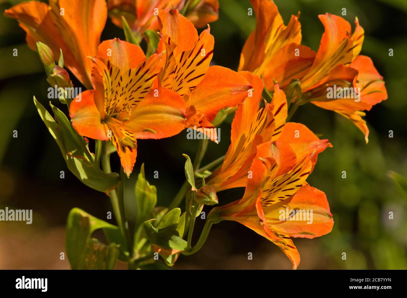 Alstroemeria 'Orange Supreme' Stock Photo