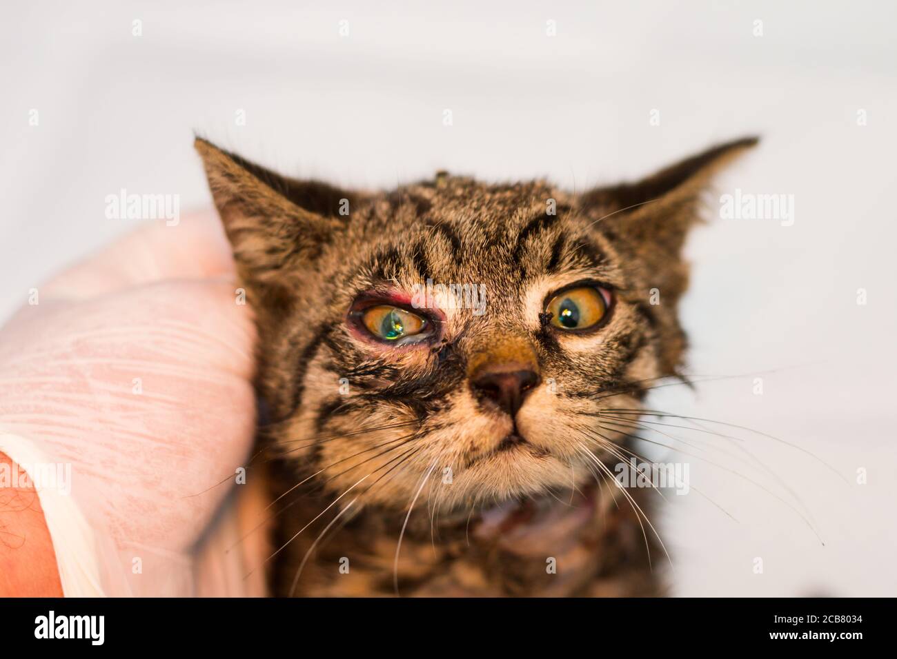 closeup photo of a kitten with conjunctivitis Stock Photo Alamy