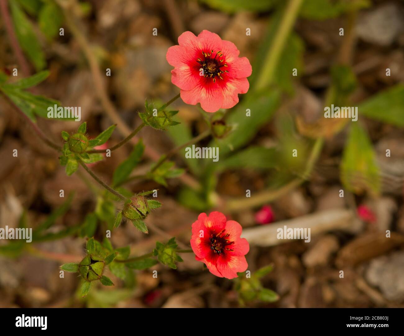 Potentilla 'Melton Fire' Stock Photo