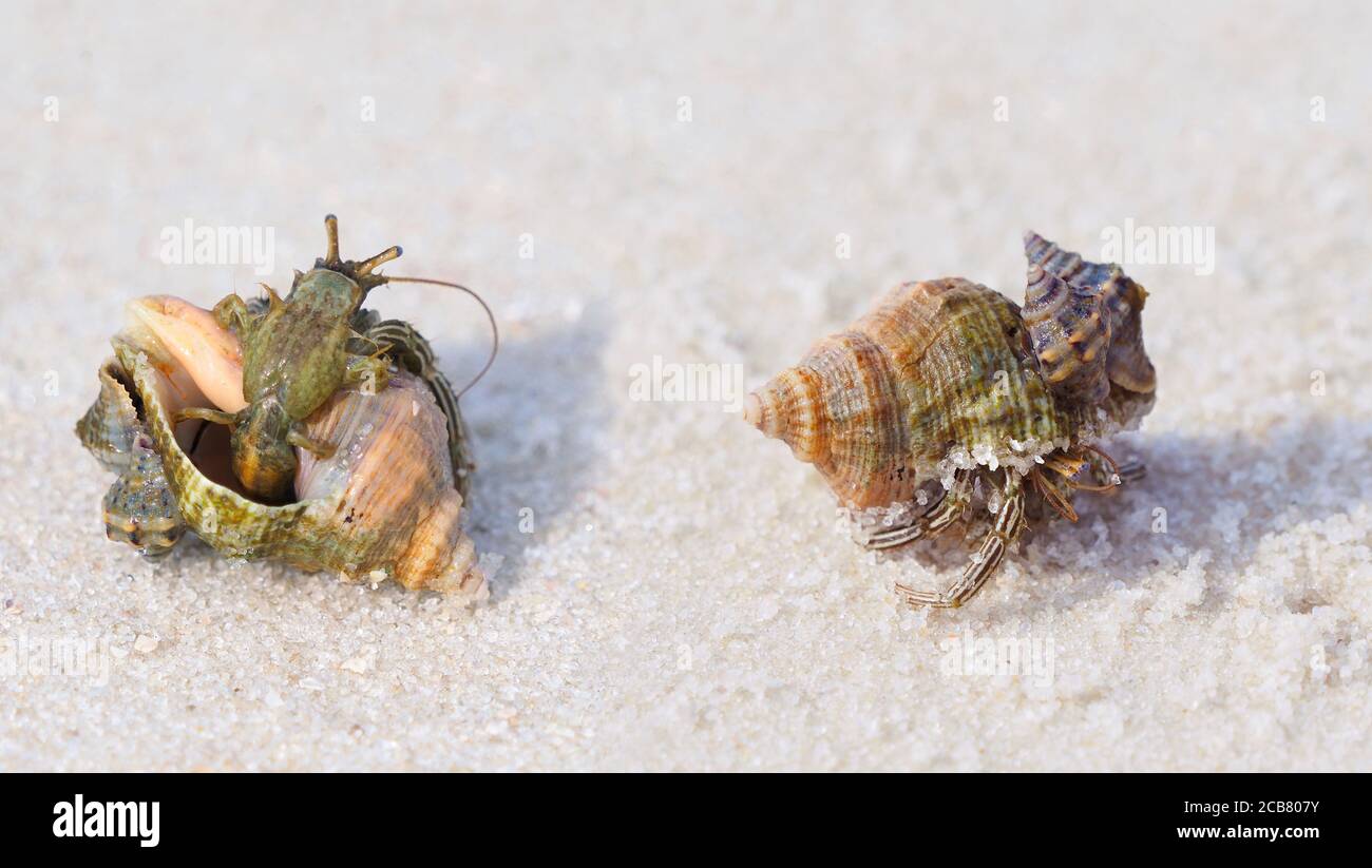 Two Closeup Images of a Small Hermit Crab on a White Sand Florida Beach Stock Photo
