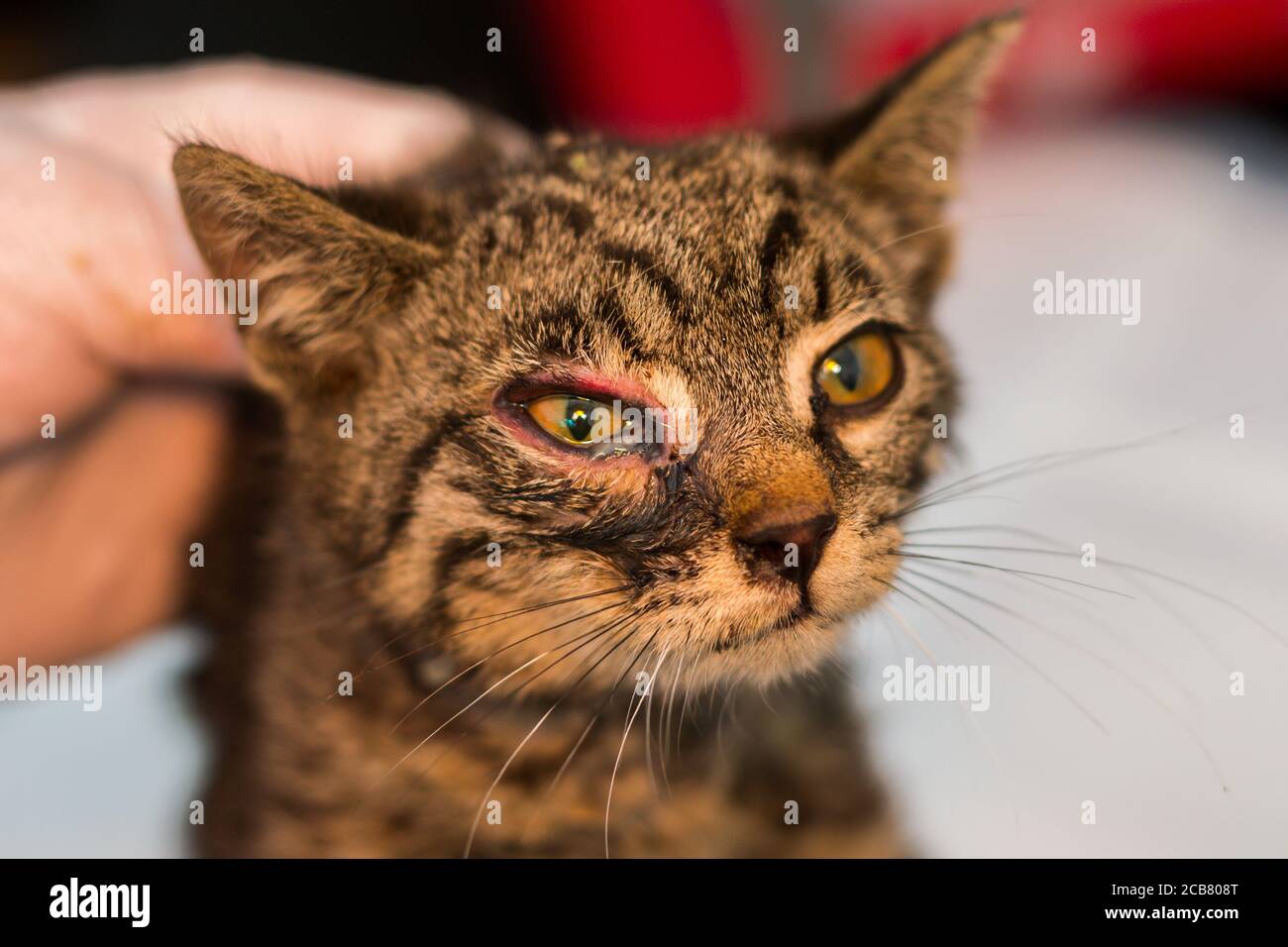 closeup photo of a kitten with conjunctivitis Stock Photo Alamy
