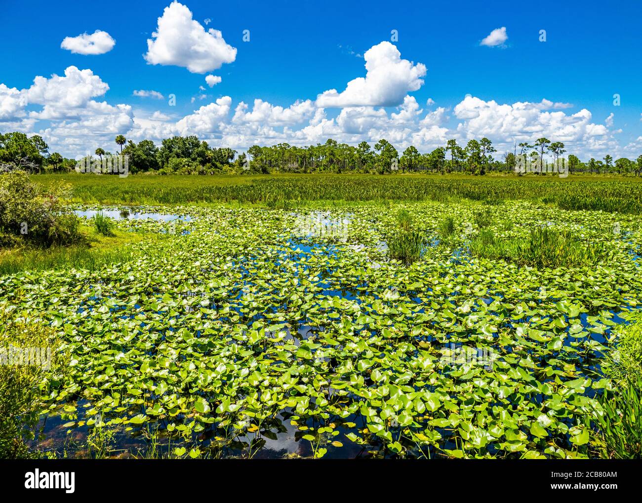Wetlands in Fred C. Babcock/Cecil M. Webb Wildlife Management Area in Punta Gorda in southwest Florida United State Stock Photo