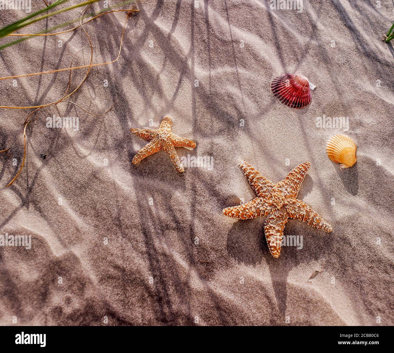 Starfish and seashells on sandy beach background with copy space Stock Photo
