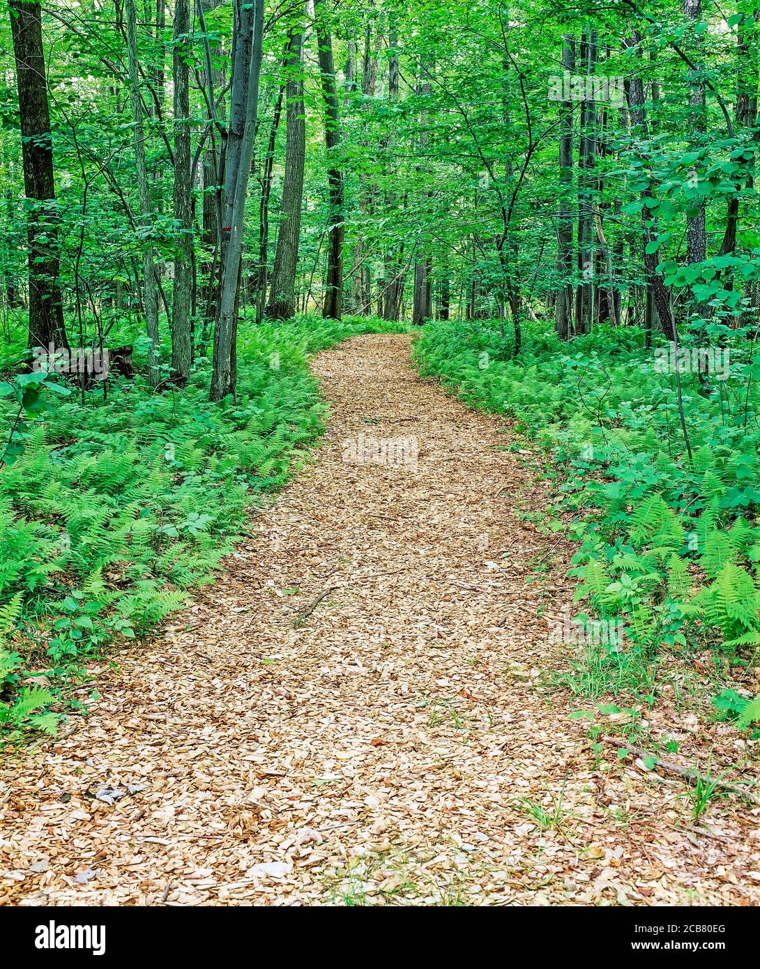 Path though woods in Western New York State in the United States Stock Photo