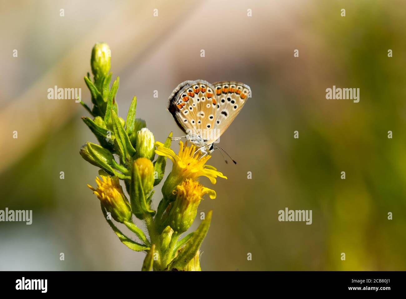 Small butterfly of the family Lycaenidae perched on a yellow flower Stock Photo