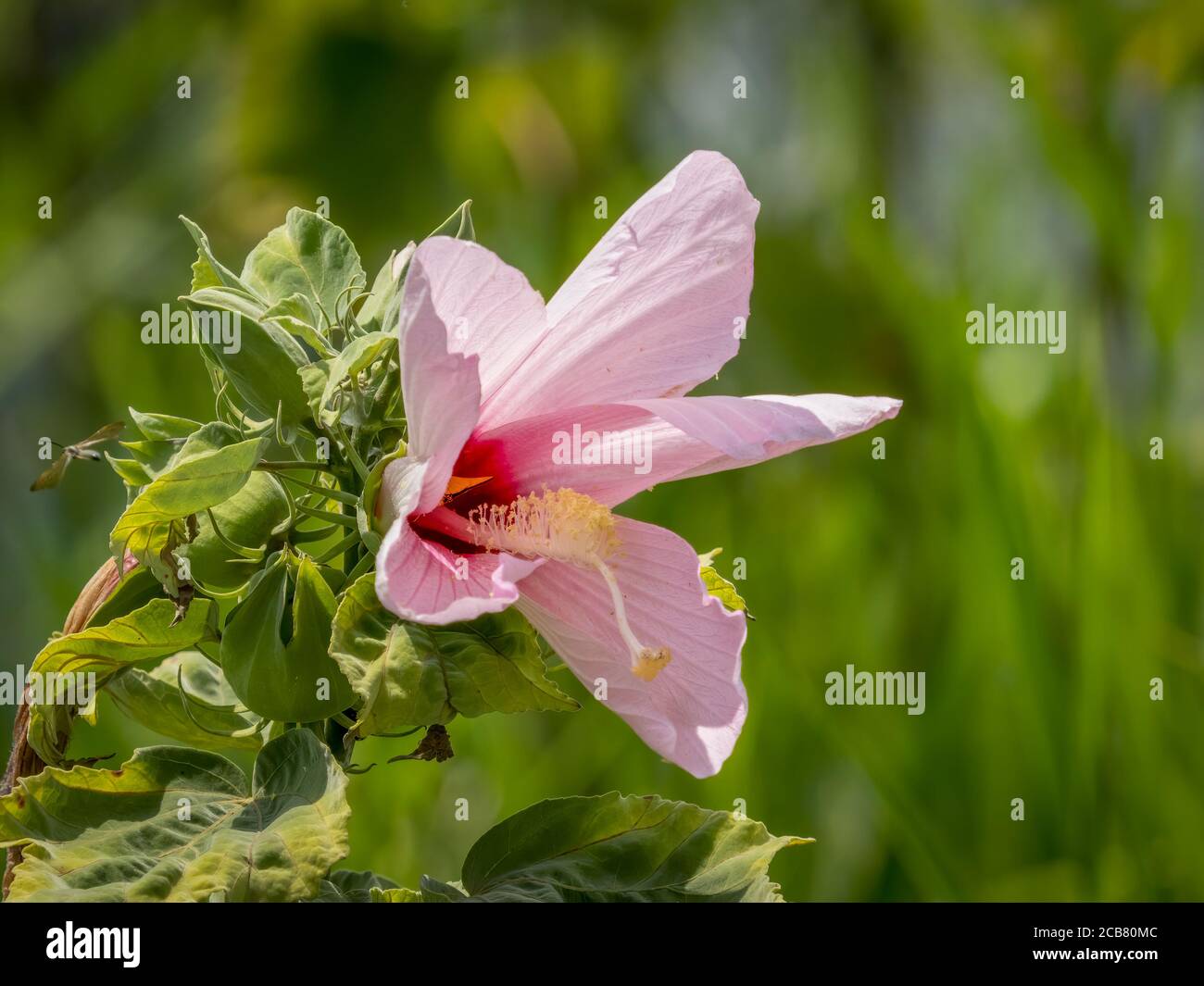 Swamp Mellow also called Rose Mallow or Swamp Rose Mellow in Myakka River State Park In Sarasota Florida USA Stock Photo