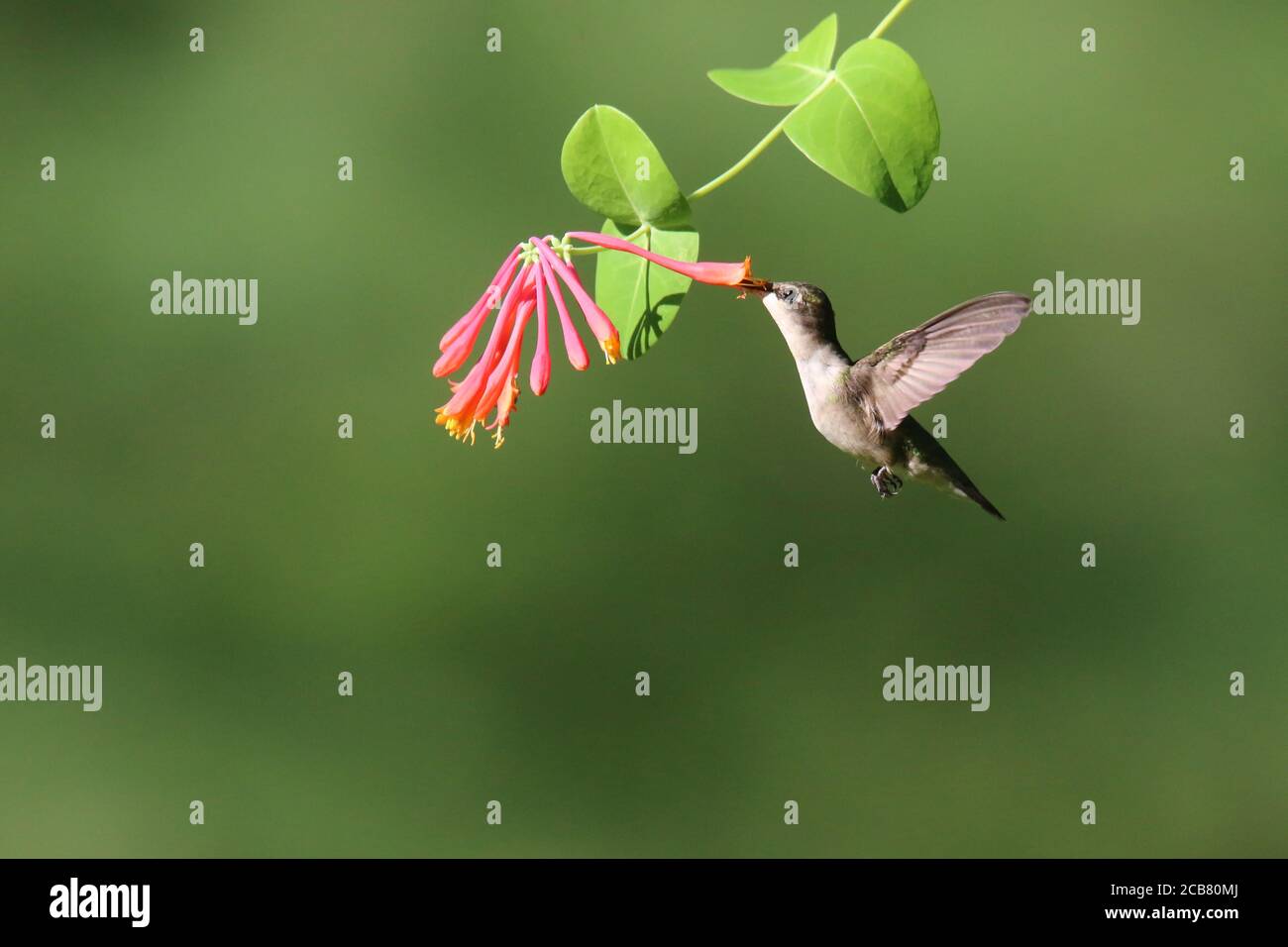 Female Ruby Throated hummingbird Archilochus colubris feeding on honeysuckle flowers in summer Stock Photo