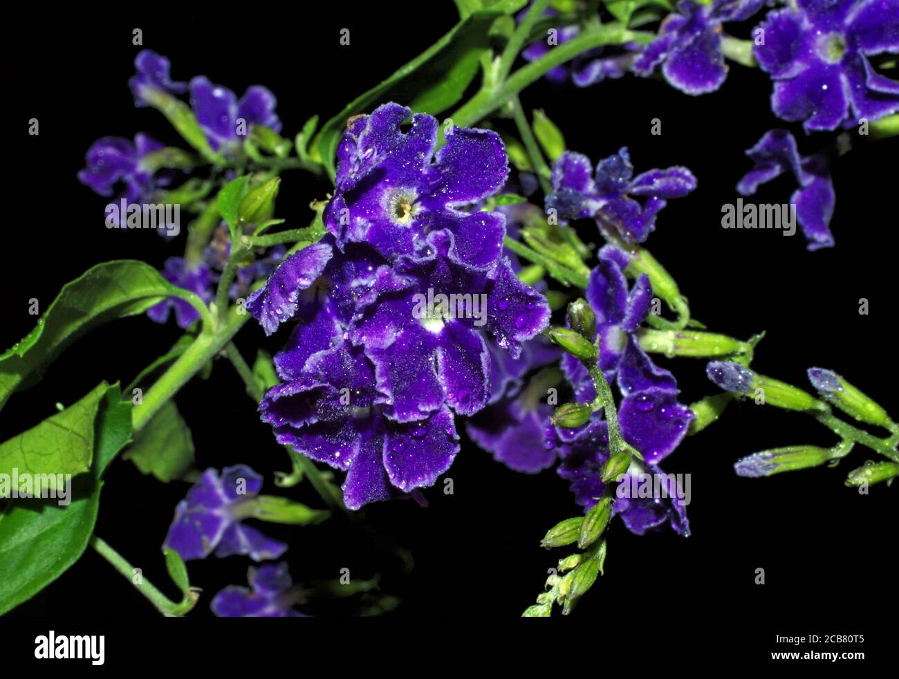 Duranta repens (traubenbeere) flowering in Sardinia Stock Photo