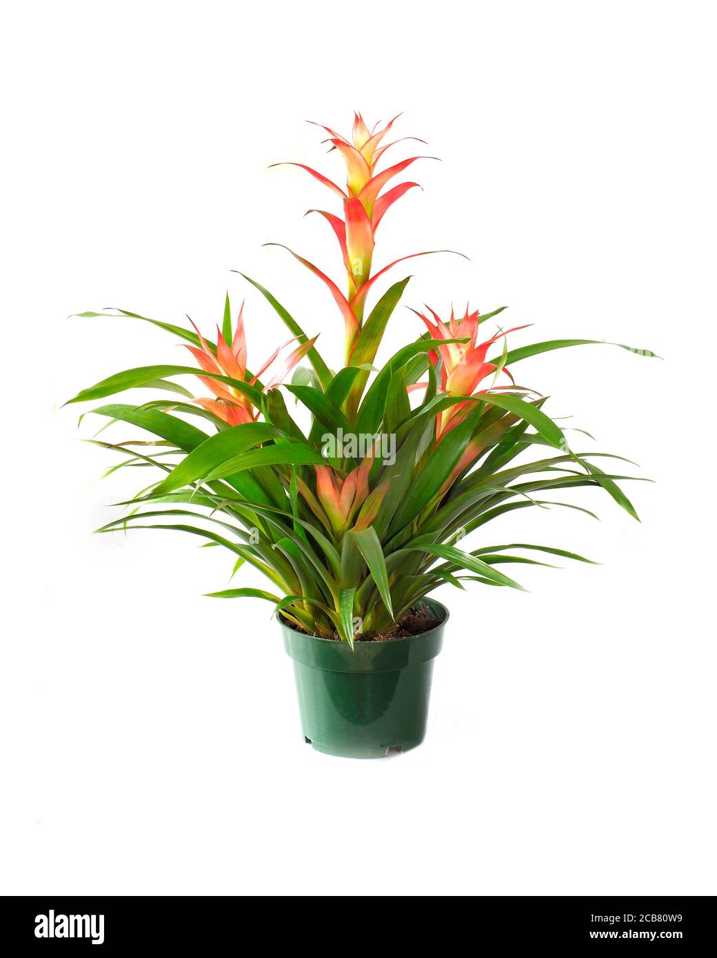 A Beautiful Potted Orange Vriesea Tropical Bromeliad Isolated on White Stock Photo