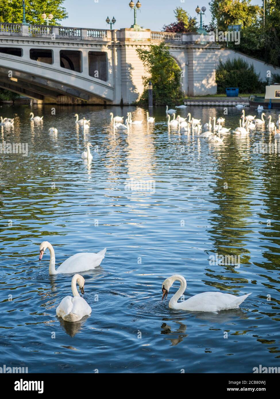 Bevy of Swans, Reading Bridge, River Thames, Reading, Berkshire, England, UK, GB. Stock Photo
