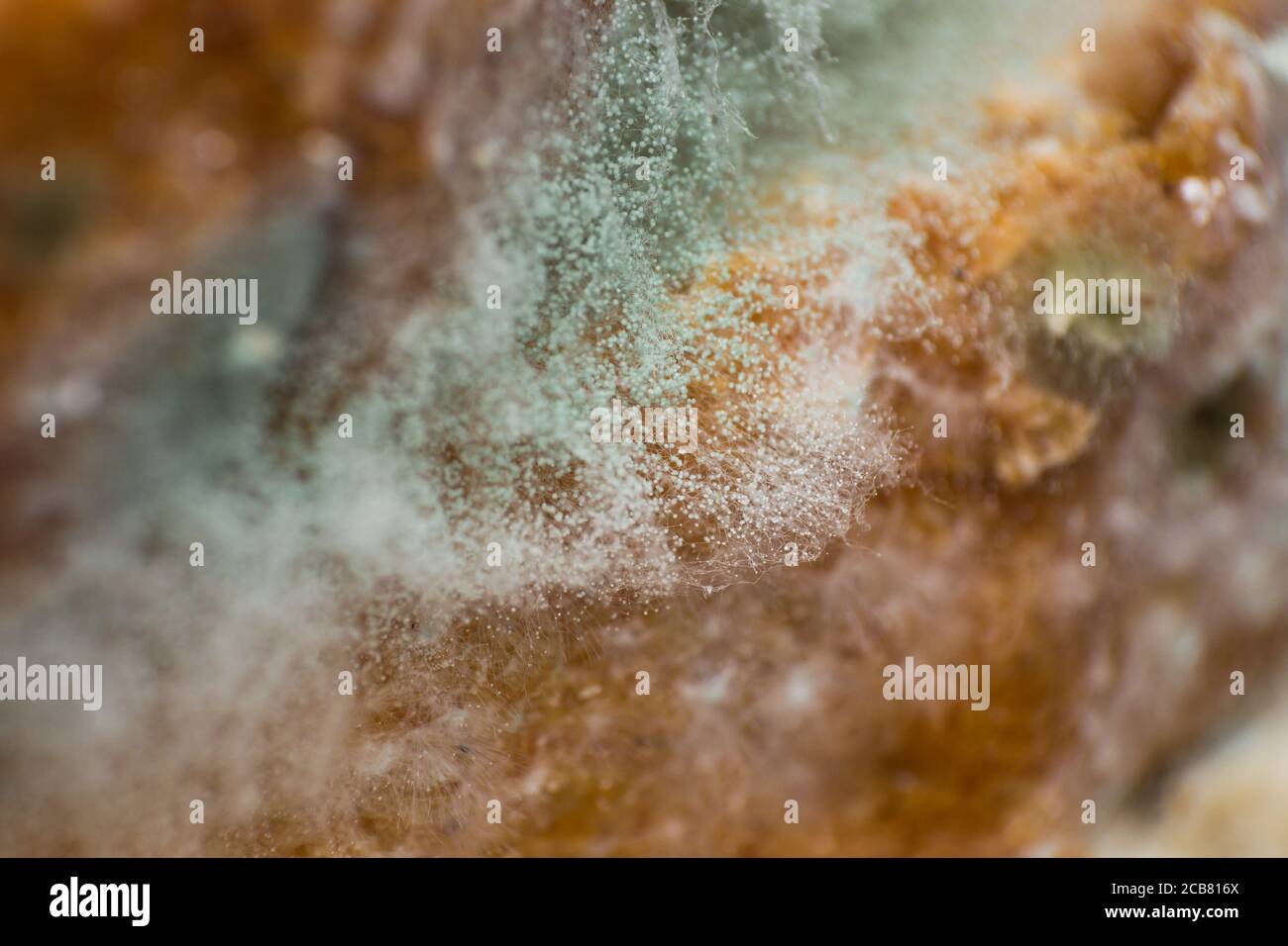 Rhizopus (bread mold) is a genus of common saprophytic fungi, macro photo Stock Photo