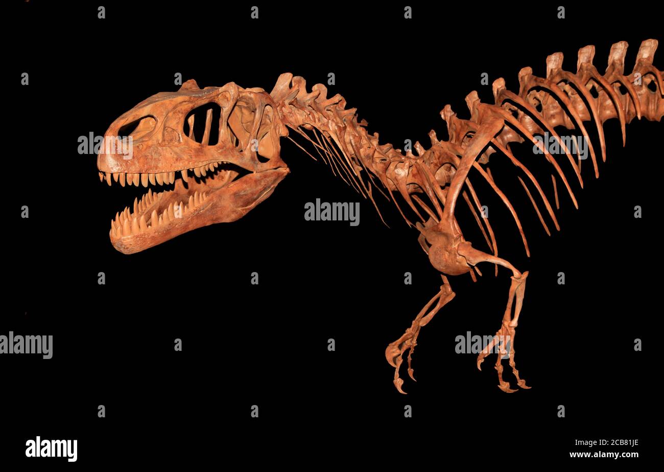 Allosaurus skeleton hi-res stock photography and images - Alamy