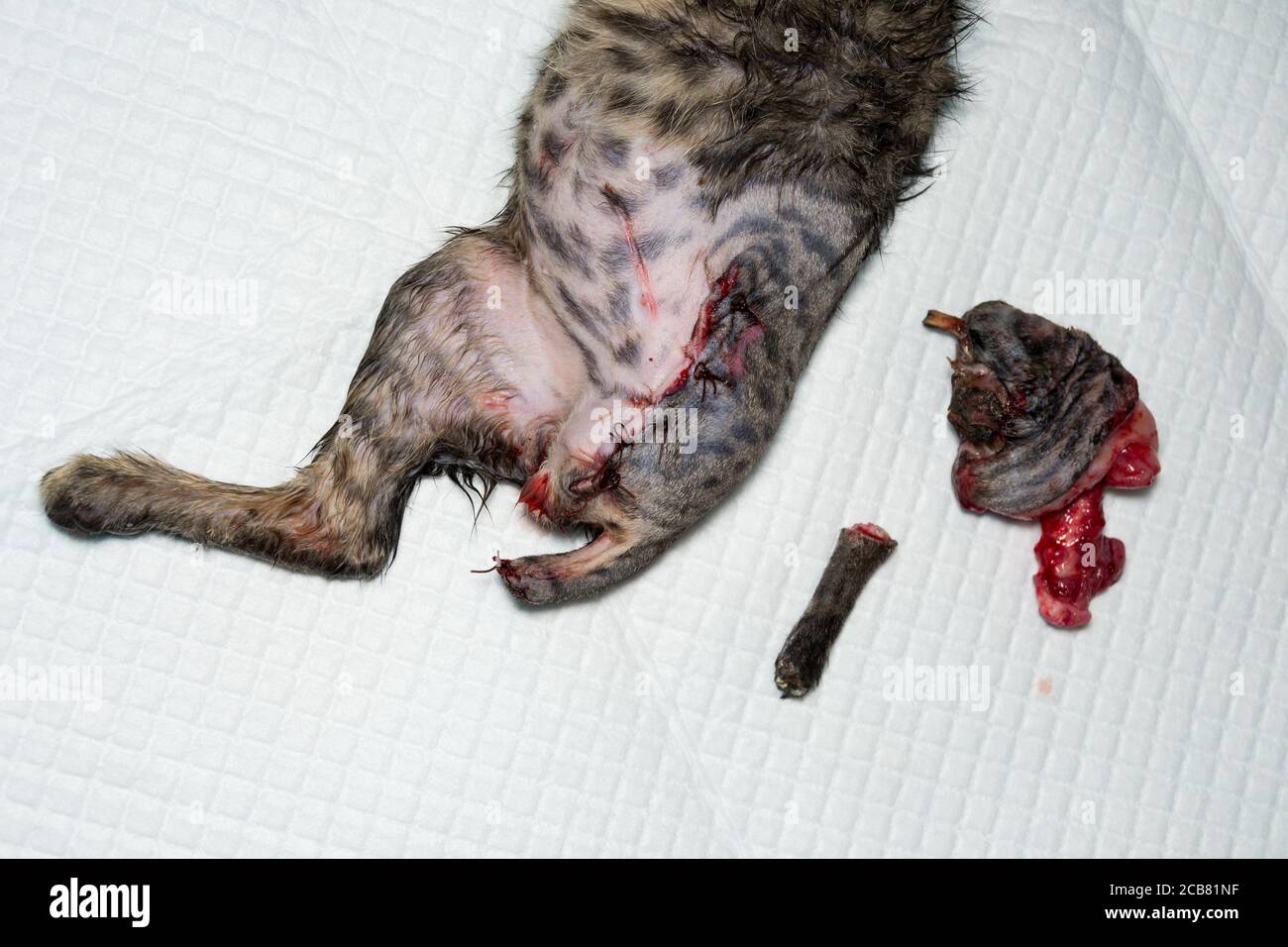 photo of a kitten with the back leg and tail destroyed, after surgery Stock Photo