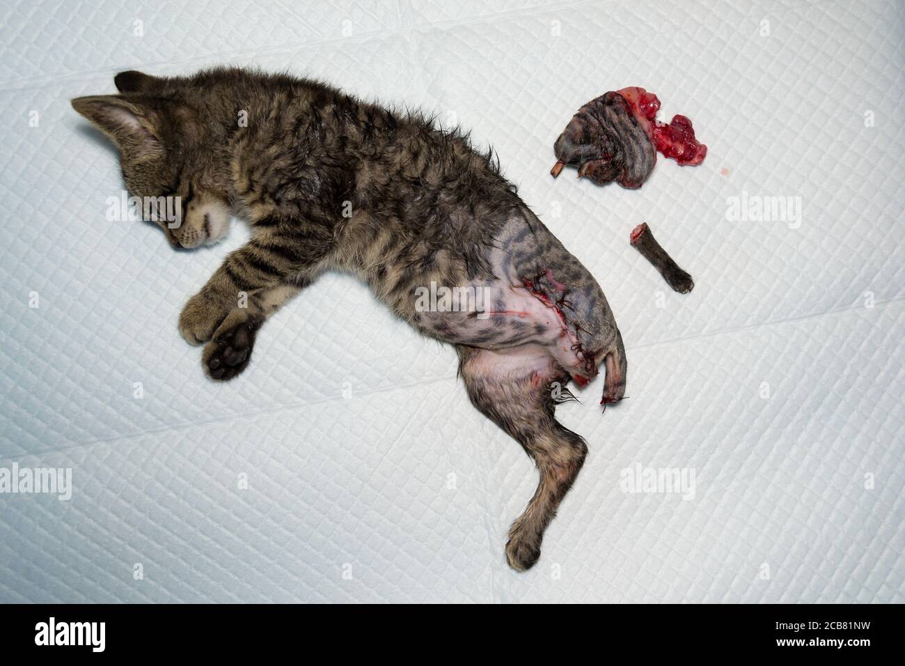 photo of a kitten with the back leg and tail destroyed, after surgery Stock Photo