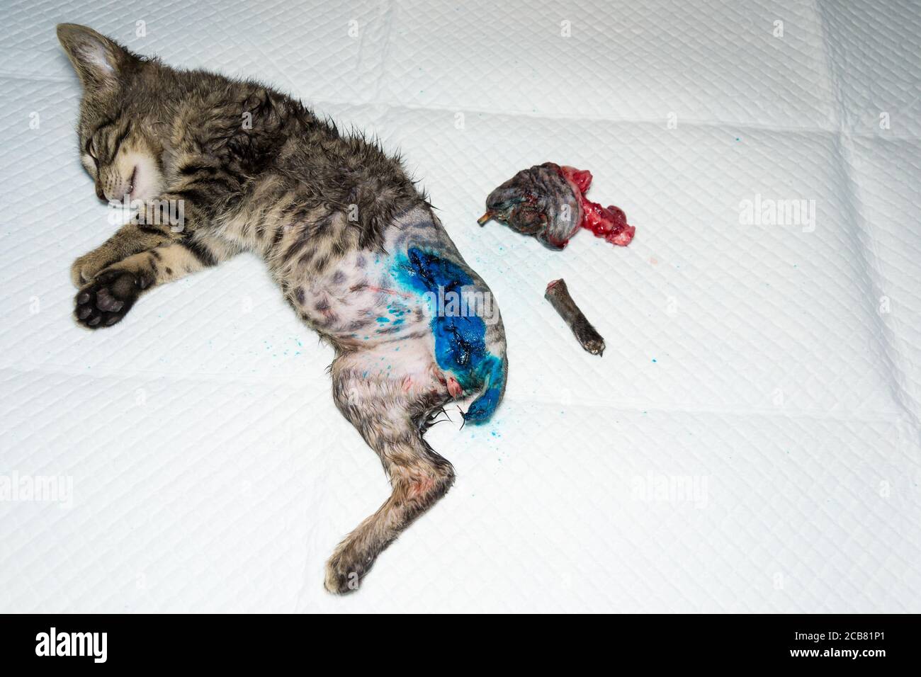 photo of a kitten with the back leg and tail destroyed, after surgery Stock Photo