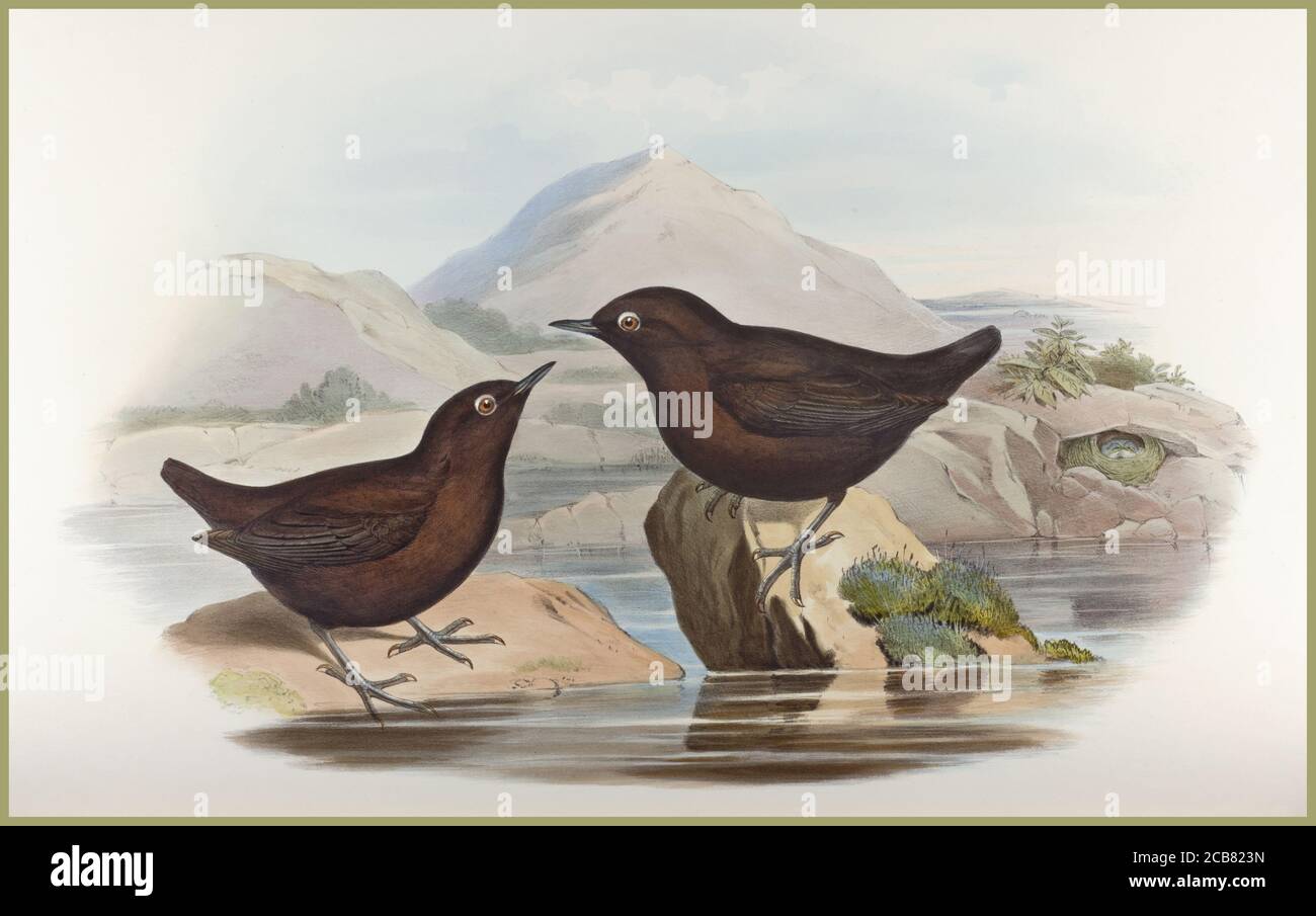 WATER OUZEL Vintage 1850's Lithograph Cinclus Pallasi (Pallas's Water-Ouzel) An original hand-coloured lithograph for Gould's 'Birds of Europe', John Gould (British painter, ornithologist, 1804-1881) illustrations Birds --Pictorial works Colophon Taylor and Francis. Completed after the author’s death by R. Bowdler Sharpe. John Gould  The birds of Asia. London : Printed by Taylor and Francis : Published by the author, 1850-1883. Stock Photo