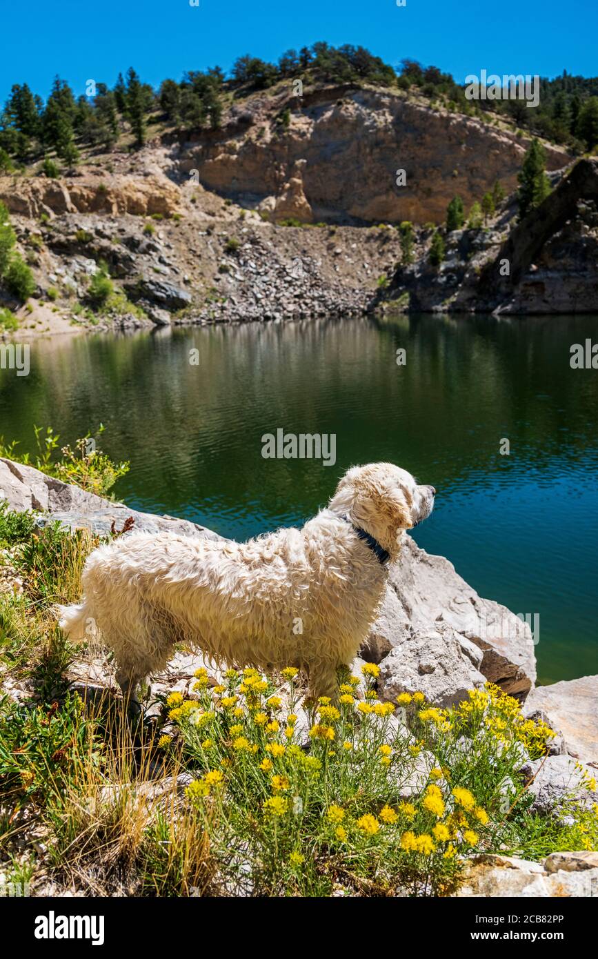 Platinum colored Golden Retriever dog; Hymenopappus filifolius; Asteraceae; Sunflower Family; Dusty Maiden; wildflowers in bloom, Marble Quarry Gulch; Stock Photo