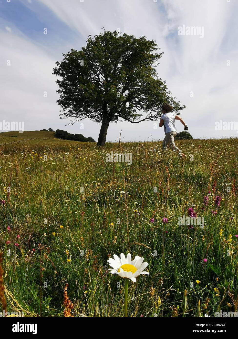 Woman running through a summer meadow, Auvergne, France Stock Photo