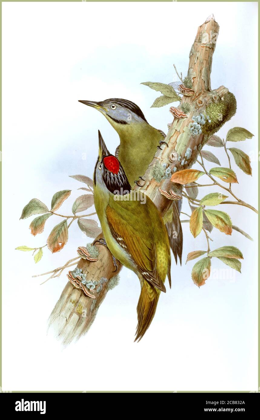 WOODPECKER Vintage 1800's Lithograph : Gecinus tancolo, (Formosan Green Woodpecker) Asia Rare  John Gould,  (British painter, ornithologist, 1804-1881) illustrations Birds --Pictorial works. Colophon: Taylor and Francis. Completed after the author’s death by R. Bowdler Sharpe. John Gould, The birds of Asia. London : Printed by Taylor and Francis : Published by the author, 1850-1883. Stock Photo