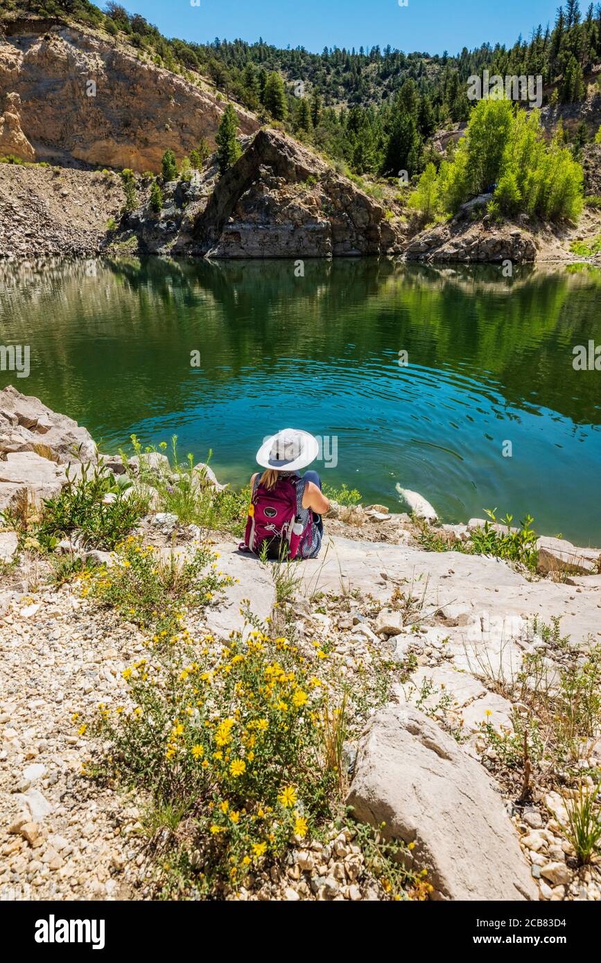 Woman watching Platinum colored Golden Retriever dog swimming in the Marble Quarry Gulch; Ute Trail; CR 184; near Turret; Colorado; USA Stock Photo