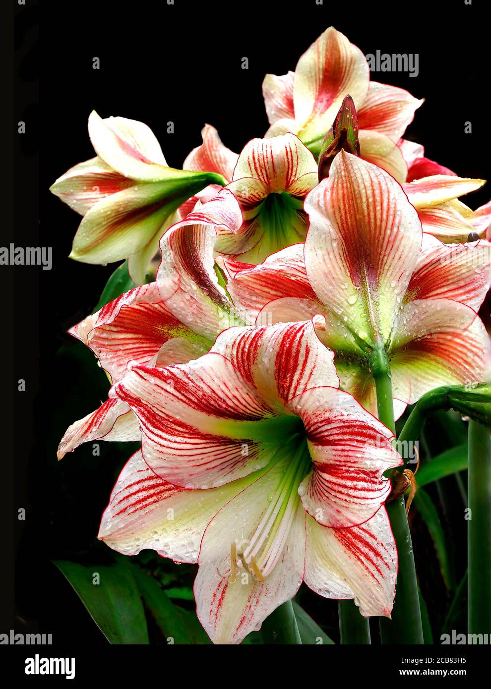 Yellow and Red Amaryllis Blossoms Isolated on White Stock Photo