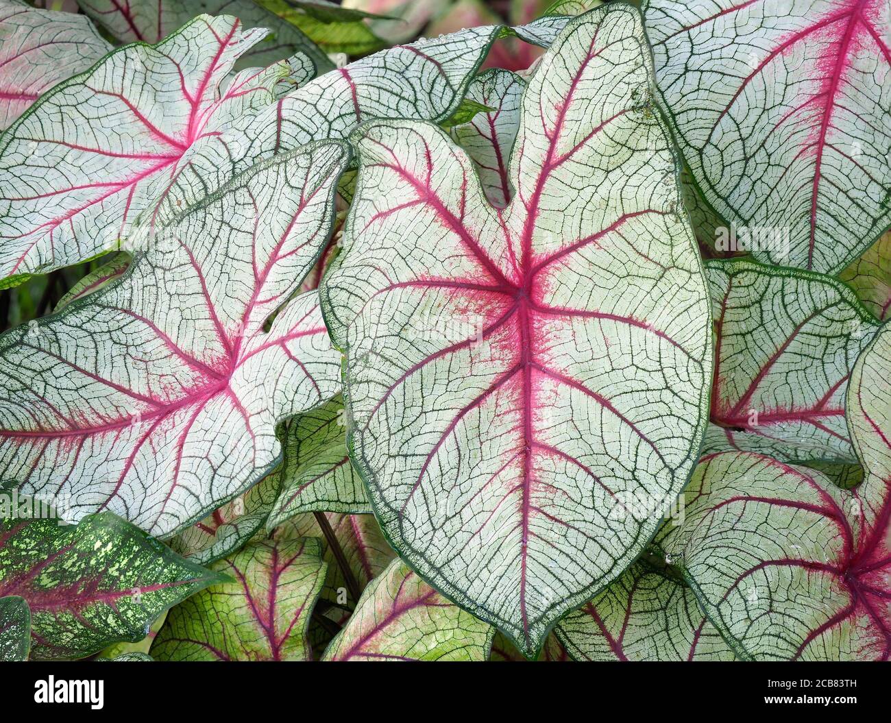 A Closeup Focus Stacked Image of Tropical Caladium in a Florida Landscape Stock Photo