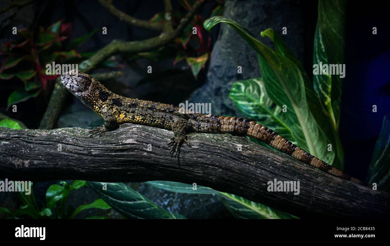Chinese Crocodile Lizard on Branch (Female) - Full Length Stock Photo