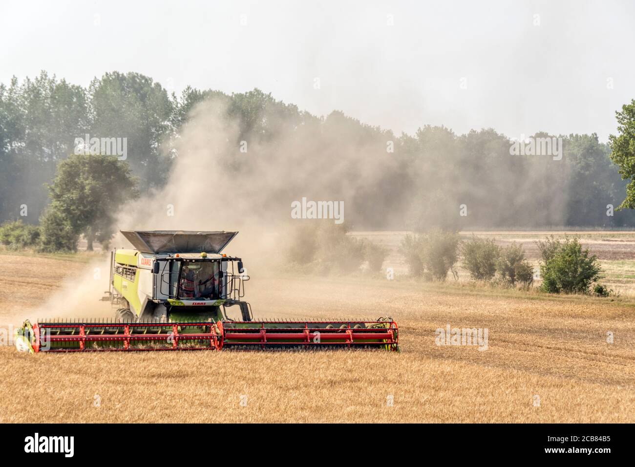 A combine harvester enveloped in a cloud of dust while harvesting a field in Norfolk, UK. Stock Photo