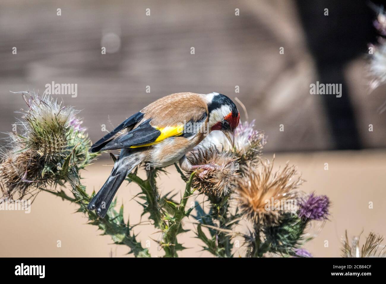 Goldfinch, Carduelis carduelis, feeding on a large thistle. Stock Photo