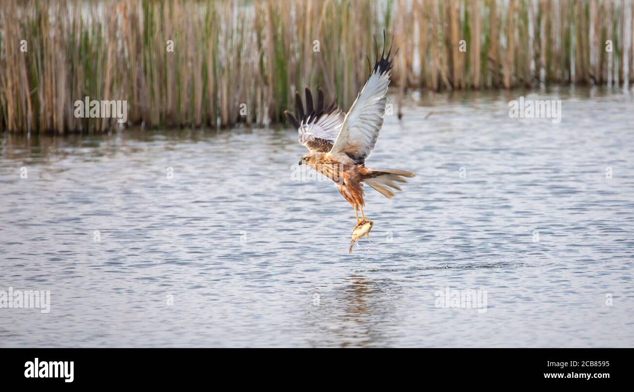 Circus aeruginosus bird flying and The predator catches fish above the ...