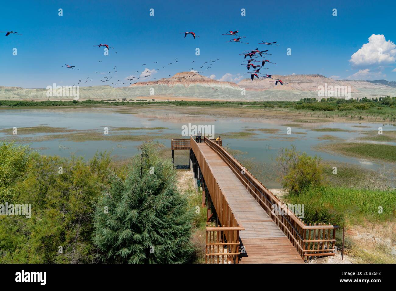 Flying birds in Kus (Turkish for "Bird Paradise") nature