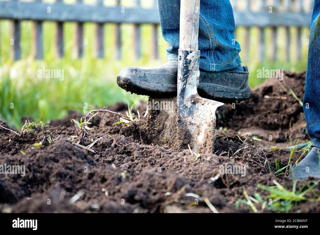 Male foot in rubber boots digging the ground in the garden bed with an