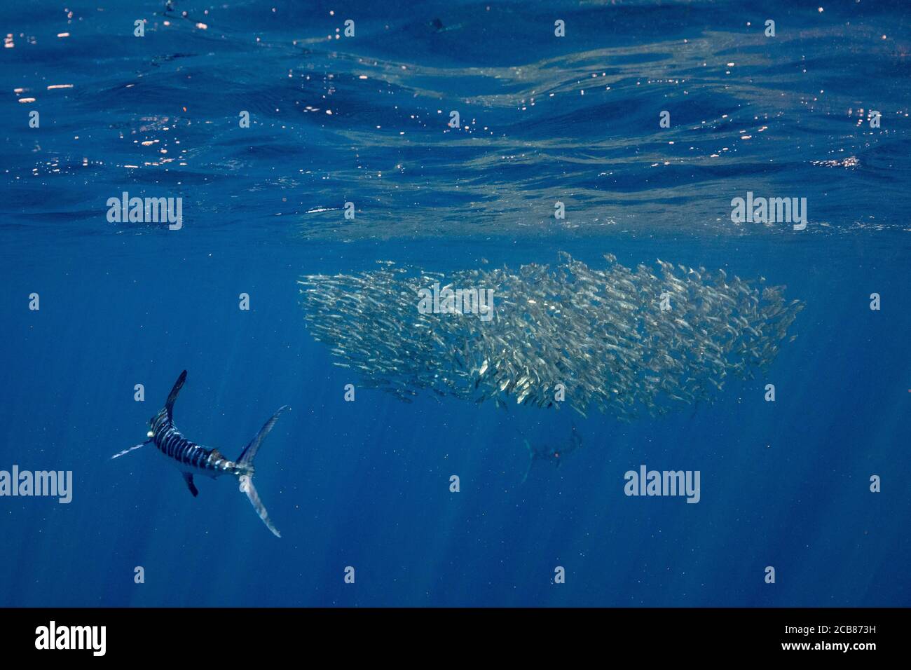 Stripped marlin hunting and feeding in a baitball in Magdalena Bay, Baja California Sur, Mexico. Stock Photo